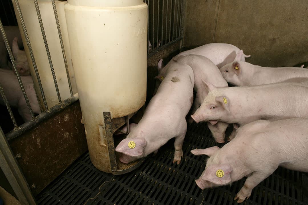 Voer heeft een beperkte invloed op staartbijten. De verstrekking van voer des te meer. Voldoende vreetplekken voorkomt concurrentie aan de voerbak. - Foto: Peter Bakker