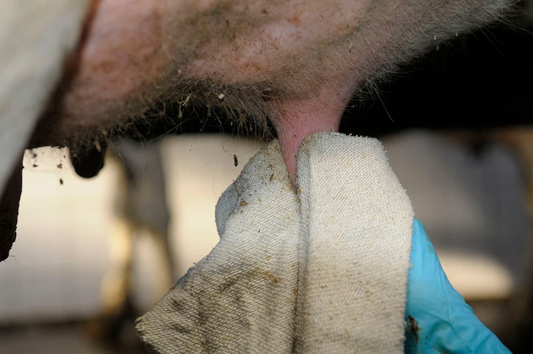 praktijkproef milde mastitis
