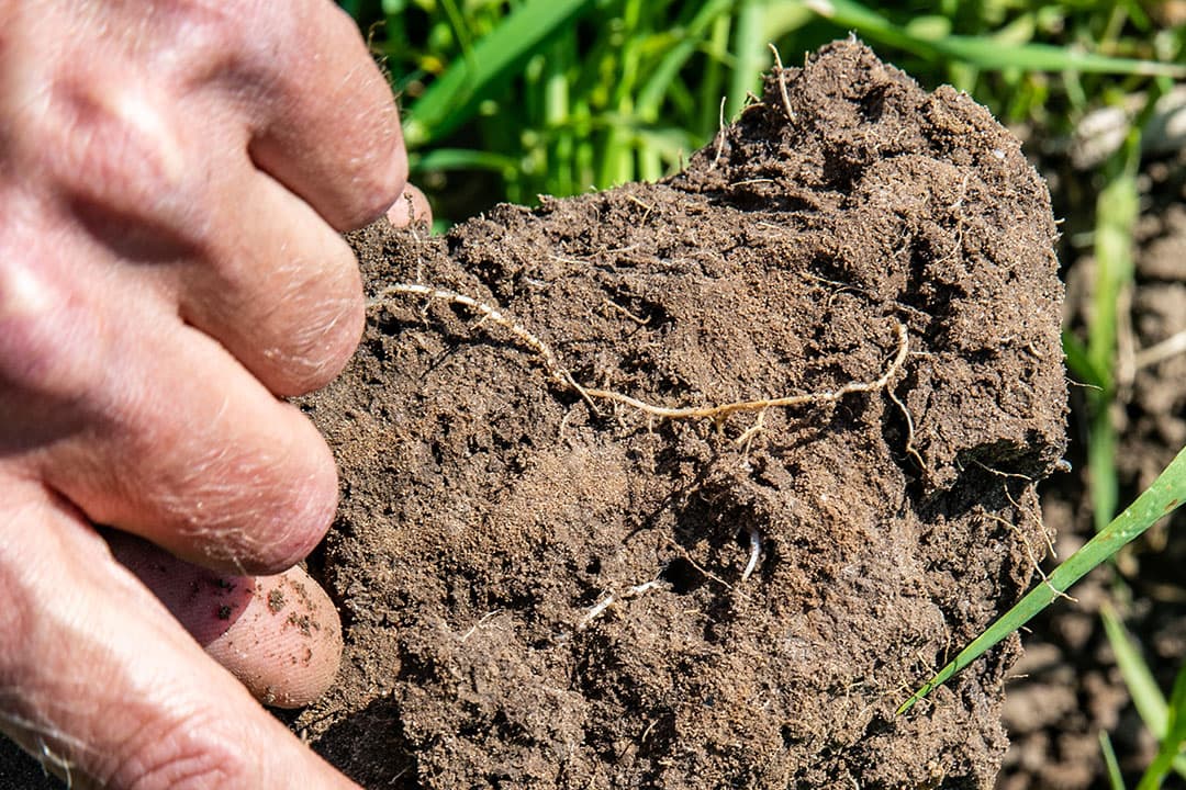 Regeneratieve landbouw is een manier van landbouw die de bodemgezondheid, waterkwaliteit en biodiversiteit verbetert. - Foto: Ronald Hissink