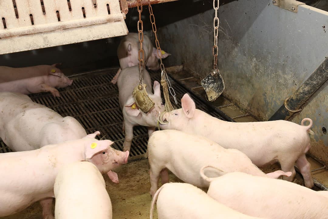 De kosten voor varkens met lange staarten zijn afhankelijk van de staat van het bedrijf. - Foto: Henk Riswick