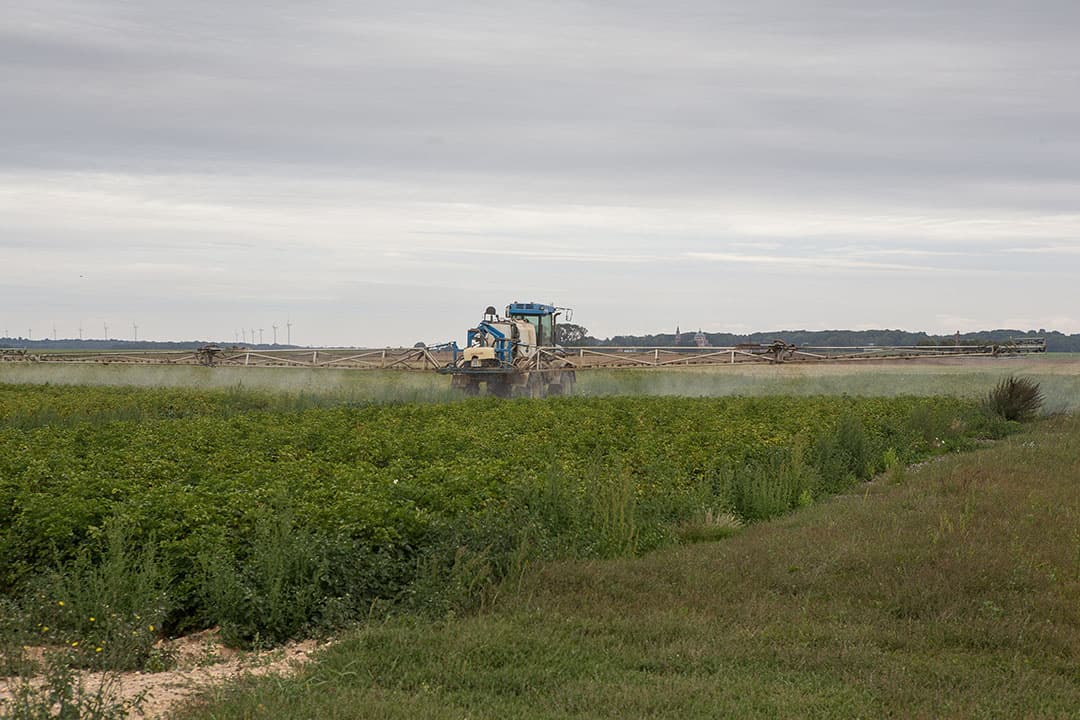 De teelt van consumptieaardappelen in het Belgische Vlaanderen neemt met 7,1% toe tot 55.726 hectare. - Foto: Peter Roek