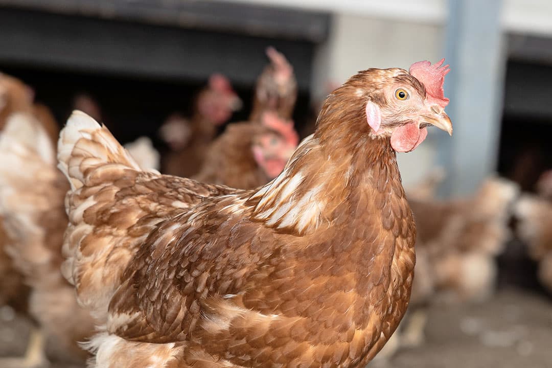 Volgens de mededingingsautoriteit zorgt de fusie tussen ForFarmers en 2Agriculture voor minder keus voor kleinere pluimveehouders en -verwerkers die afhankelijk zijn van ForFarmers en Boparan (eigenaar @Agriculture) voor hun voer. - Foto: Peter Roek