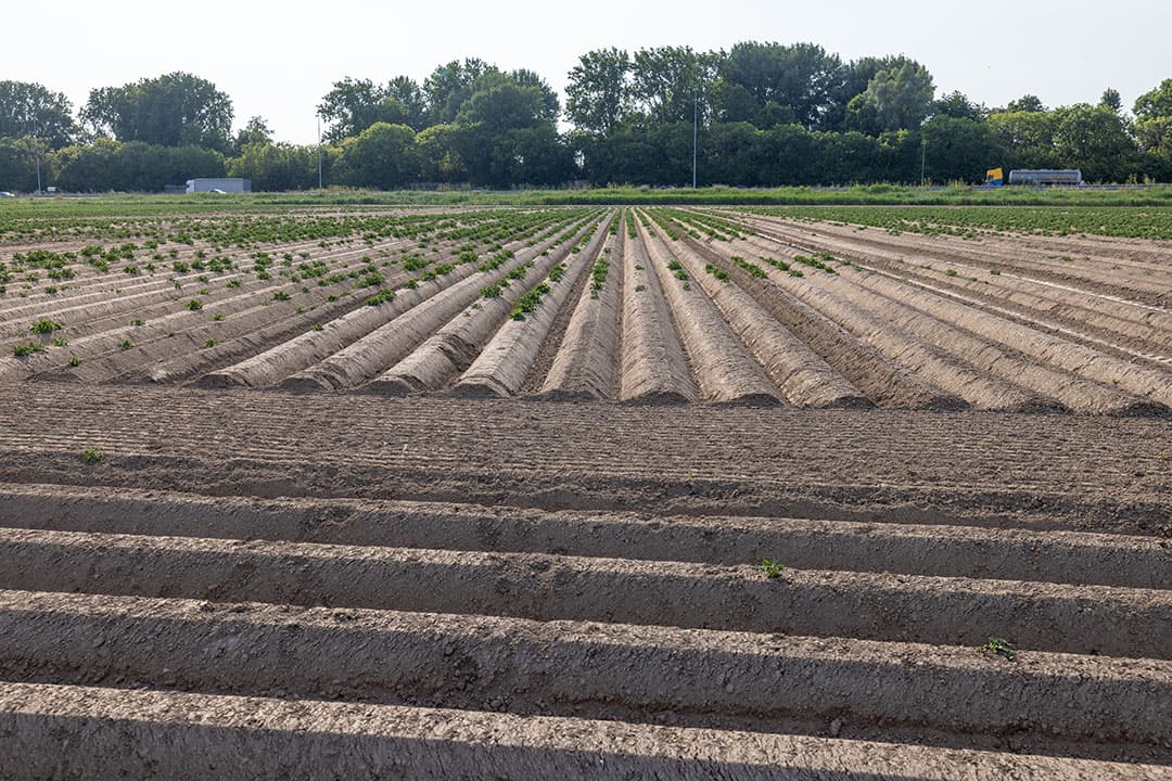 '- Foto: Peter Roek