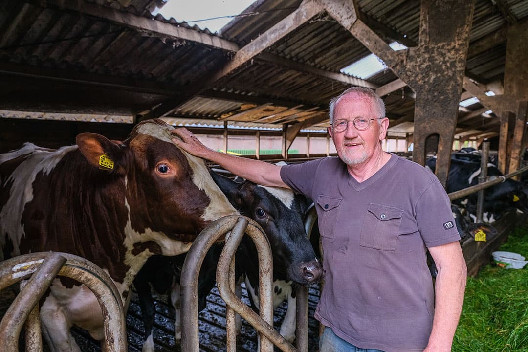 Geert van der Spoel (67) in Westdorp (Dr.) is aangevallen door zijn eigen stier en overleefde het ternauwernood. Zijn advies: ga niet bij een stier in het hok. “Ook al had ik een wapen gehad, het gaat zo verschrikkelijk snel, je hebt geen tijd meer om iets te doen.” - Foto: Jan Willem van Vliet