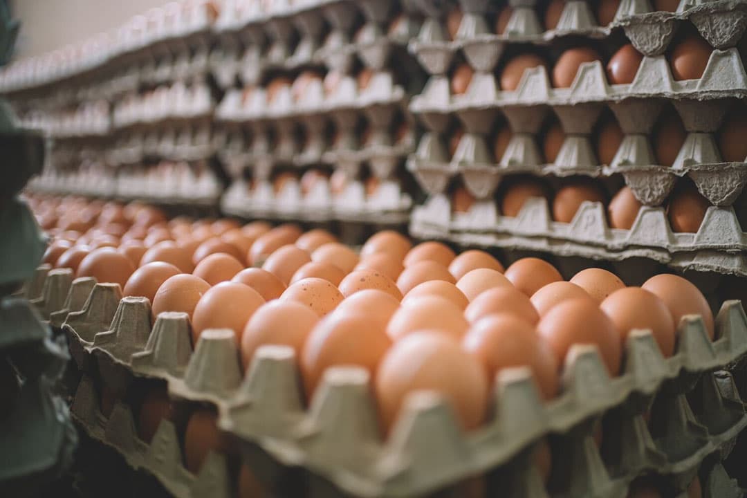 Het webinar behandelt de aard van het inkoopkartel van industrie-eieren en de schadelijke gevolgen hiervan voor pluimveehouders. - Foto: Canva