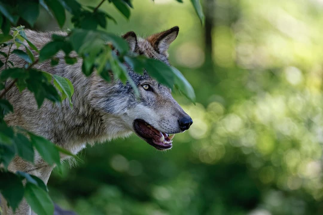 De aanwezigheid van wolven in Nederland wordt vastgesteld aan de hand van waarnemingen in combinatie met bevestigde gevallen van wolvenschade. - Foto: Canva