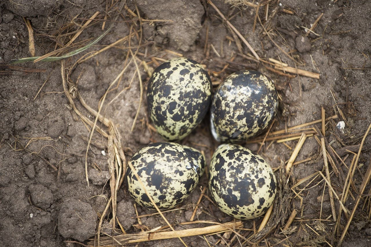 nest kievit