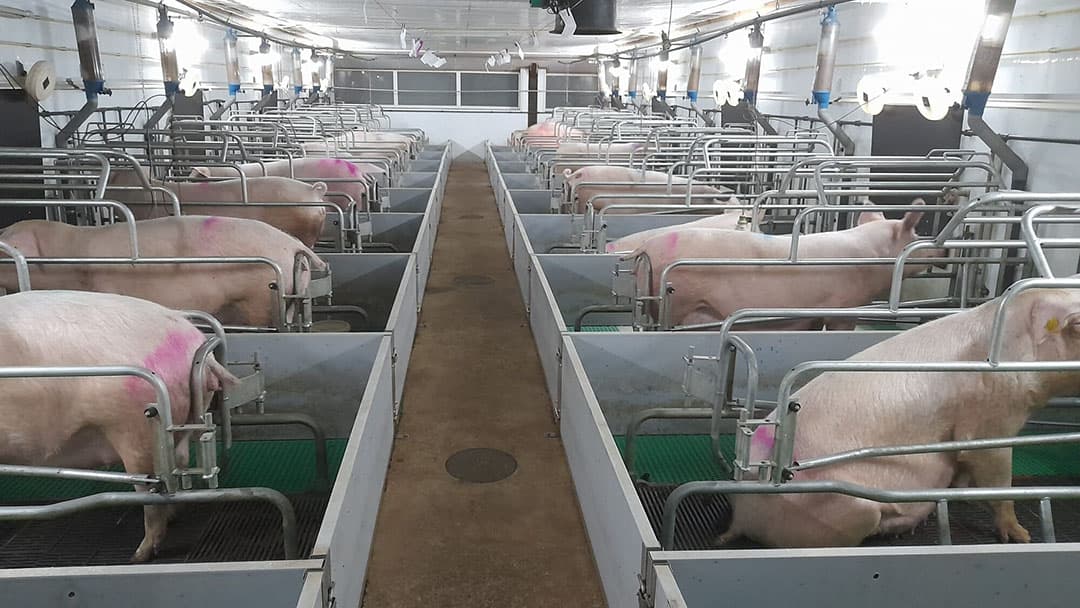 Vleesvarkens op UDA-Farm