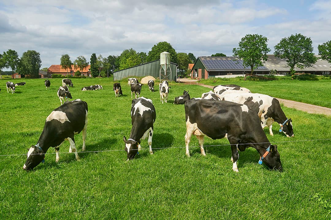 De koeien lopen buiten op de huiskavel van 35 hectare. Ze krijgen vaak nog tot eind november, begin december vers gras.