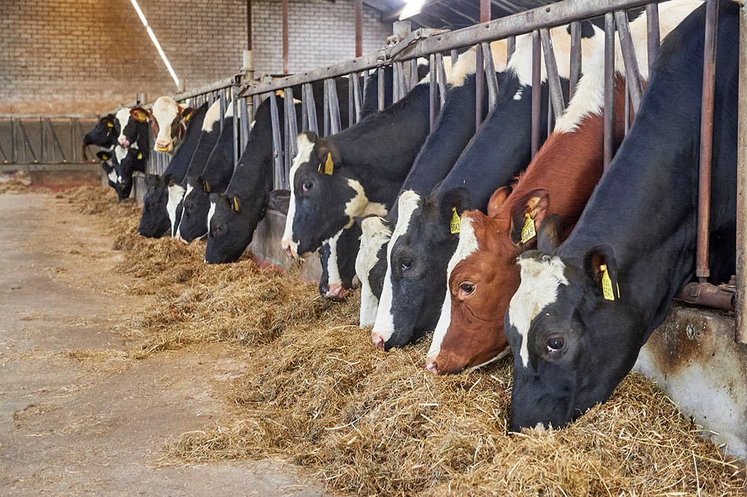 Het jongvee in de stal. Tijdens de Boerderij-reportage stonden alleen de droge koeien en de 60 stuks jongvee binnen.