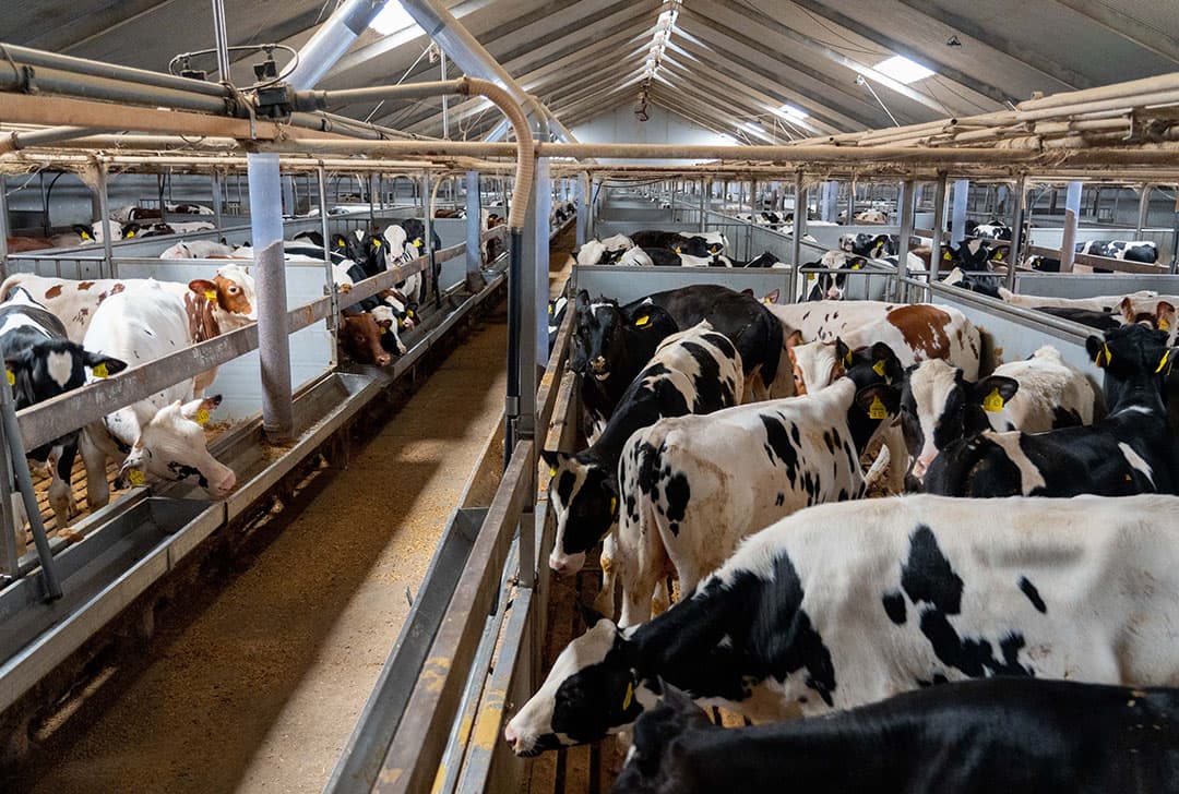 Een van de vier kalverstallen waar de 2.100 blankvleeskalveren gehuisvest zijn. De twee oudste stallen uit 1976 en 1989 zijn mechanisch geventileerd. In de twee nieuwste stallen uit 2000 en 2005 koos Ottink juist voor natuurlijke ventilatie. Er is dan evengoed voldoende frisse lucht en – niet onbelangrijk – het kost geen energie.