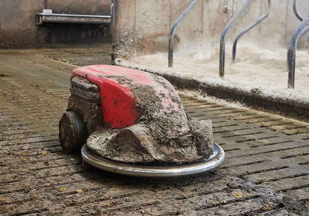 Een Lely-mestrobot houdt de stal schoon.