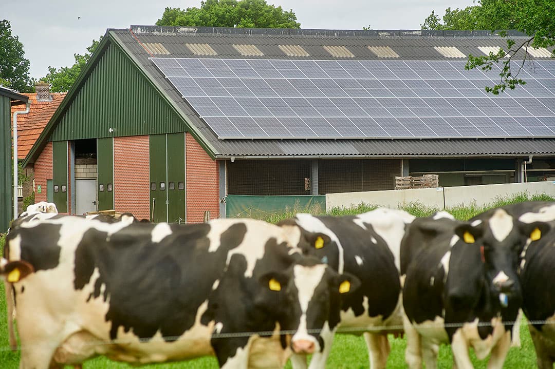 Er liggen in totaal 190 zonnepanelen op de daken van de ligboxenstal en de machineloods. Daarmee is van den Oever voor 100% zelfvoorzienend. Dat lukt alleen niet als hij veel land (zandgrond) moet beregenen.