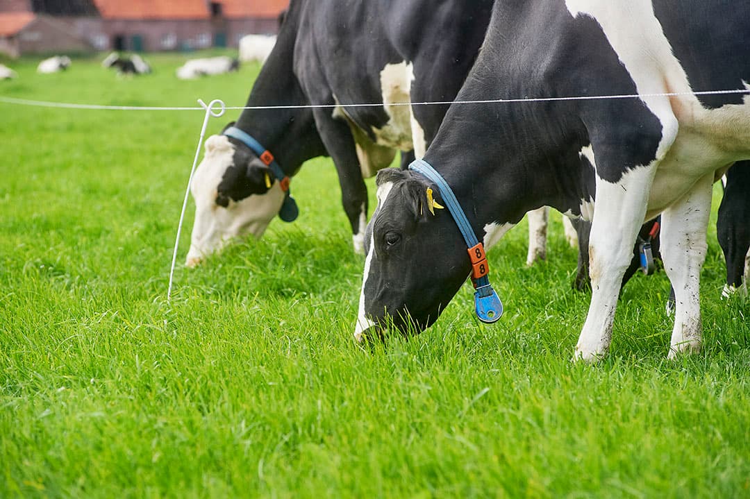 Agroscoopbokaal Melkvee
