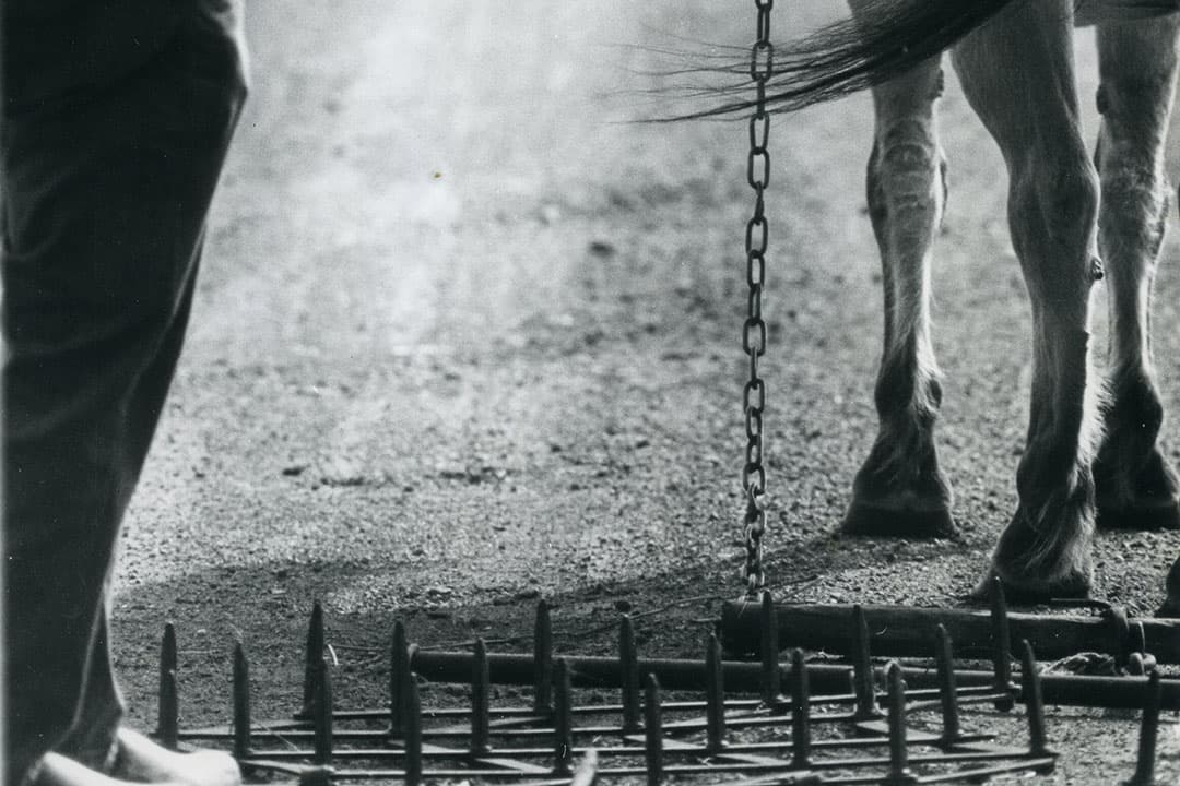 Dit beeld zal zeker bij de senioren onder de lezers veel herkenning oproepen. Na een dag op het land werken draaide men de eg ondersteboven en kortte de leidsels in. Het paard had nu niet veel sturing meer nodig, vaak wist het zelf de weg naar huis wel. - Foto: Misset