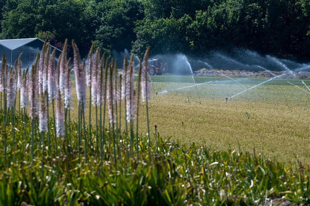Boeren moeten stoppen met beregenen tijdens droogte. Deze oproep doet veehouder H. v. Ditshuizen. - Foto: ANP
