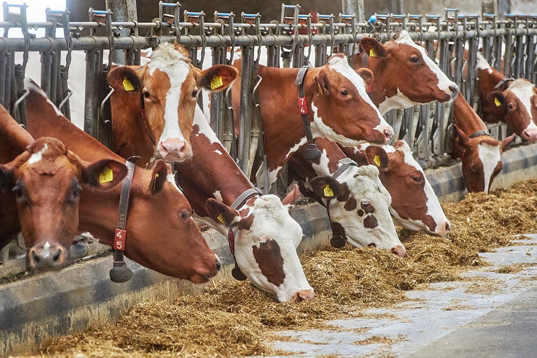 Foto: Van Assendelft Fotografie