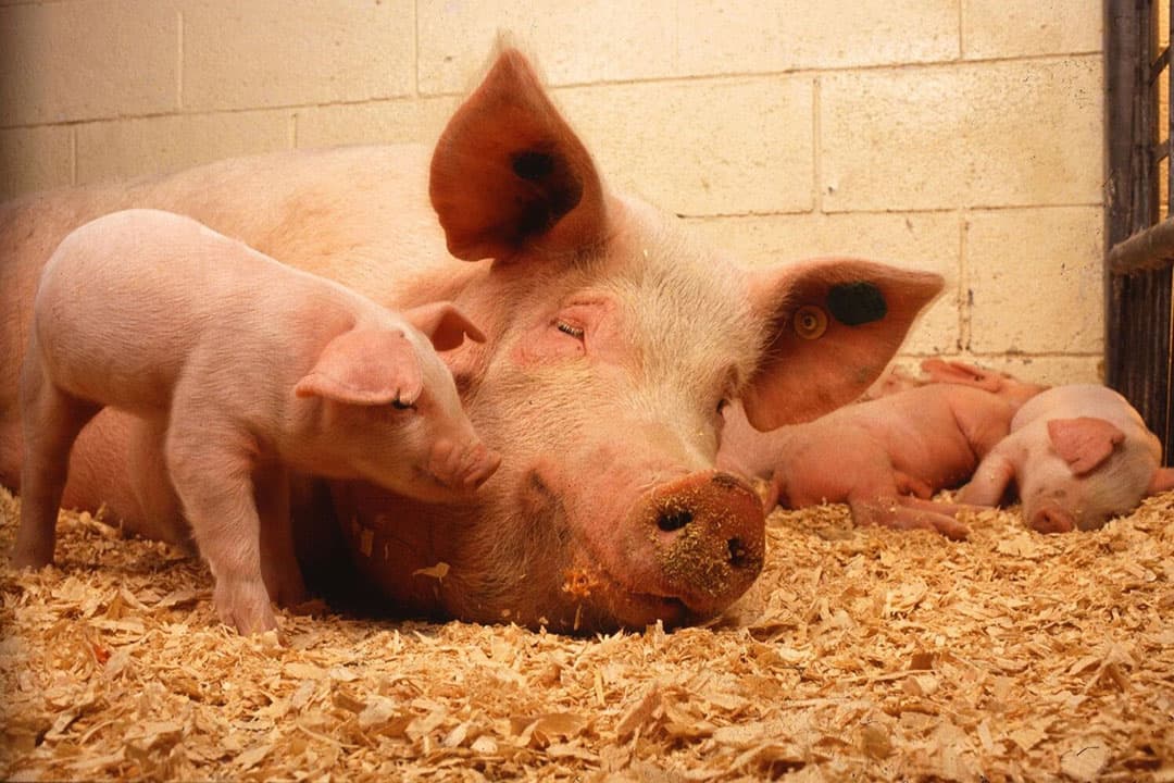In het oosten van de EU zorgen de overgangstermijnen voor nieuwe EU-wetgeving dierenwelzijn voor bezorgdheid, terwijl in het Westen de oppervlaktenormen een prominentere rol spelen. - Foto: Canva/Pixabay