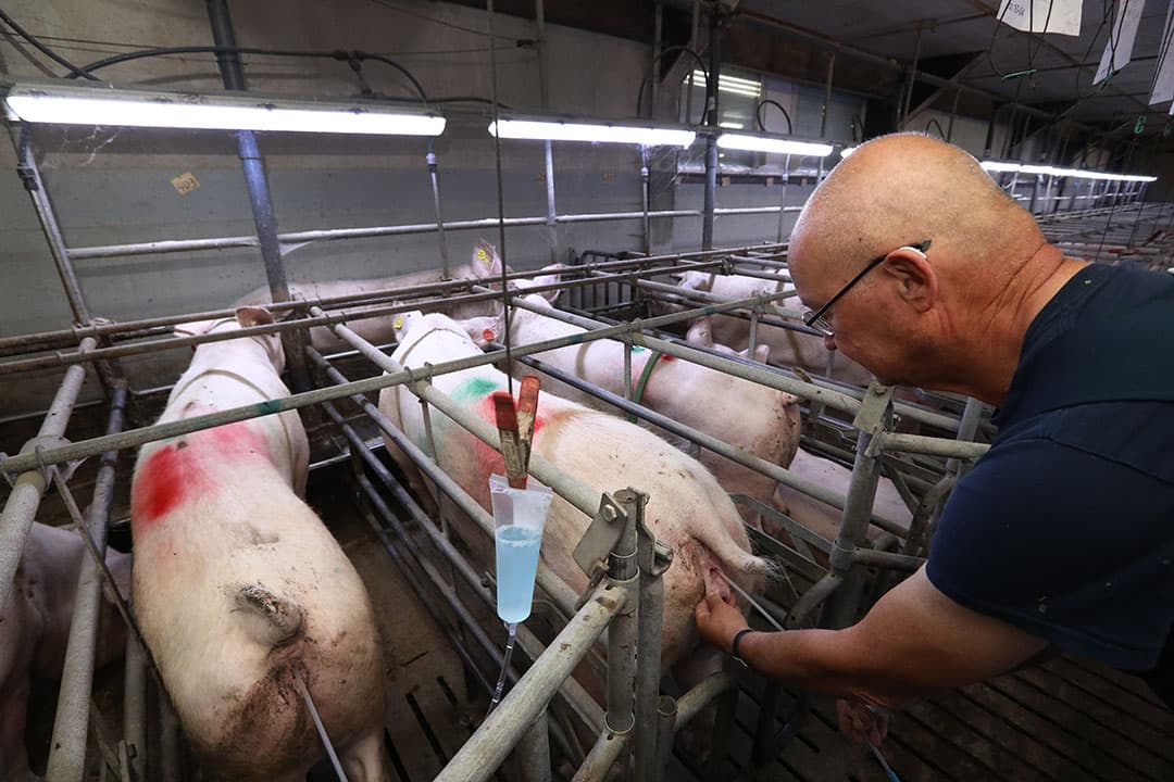 Juist tijdens een periode van hitte in het voorjaar of in de zomer, of tijdens het korter worden van de dagen in het najaar, is het van belang om de puntjes op de i te zetten in de inseminatiestal door meer aandacht aan de individuele zeug te besteden. - Foto: Henk Riswick