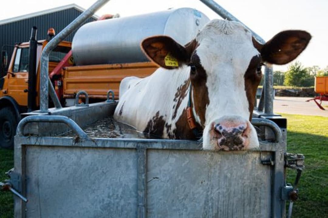 Hulpmiddelen en technieken voor het gemakkelijk verplaatsen en behandelen van vee, zoals een koebad, verlicht fysiek werk. - Foto: ML Agro Service