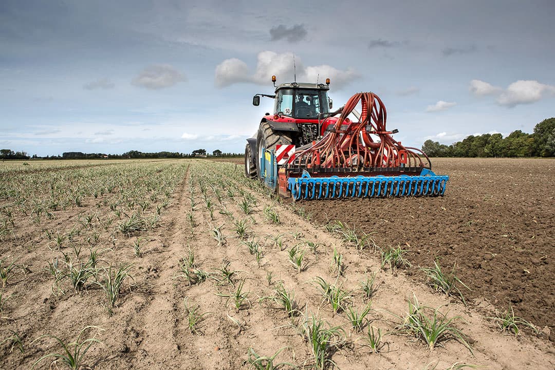 Zeeuwse uien worden ondergewerk. Droogte en gebrek aan beregeningsmogelijkheden zorgden voor een misoogst. De boer was niet verzekerd. - Foto: Peter Roek