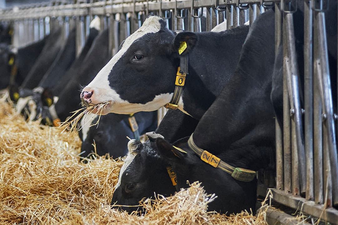 Hans en Rianne voeren het Total Dry-concept aan de droge koeien. De koeien krijgen de gehele droogstand stro en brok gevoerd. De koeien starten na het afkalven beter op.
