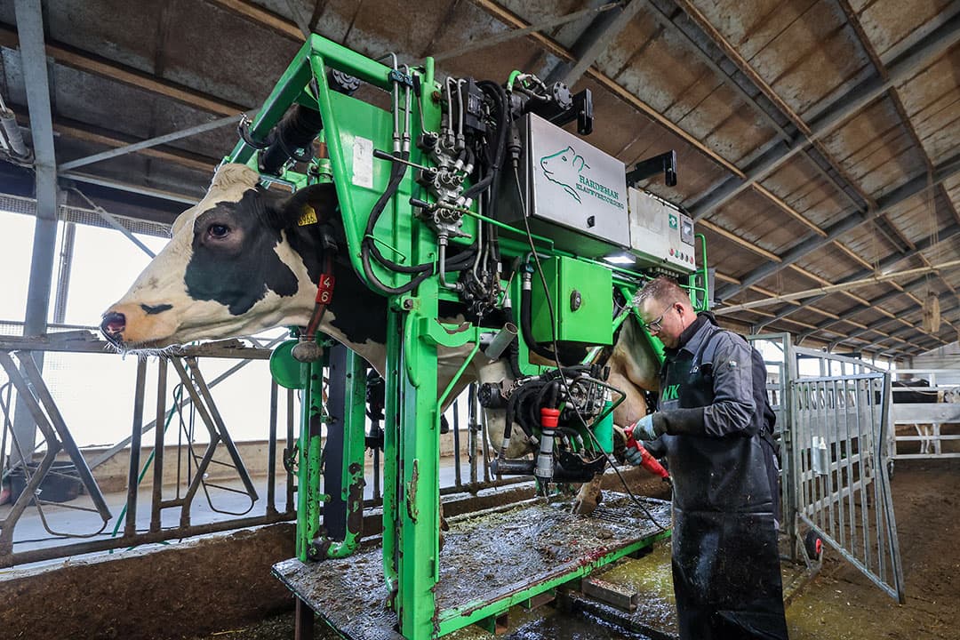 Zorg voor goede hulpmiddelen. Bij klauwbekappen staan veehouders vaak langdurig gebukt. Dit kan rug-, nek-, schouder- en armklachten veroorzaken. -   Foto: Bert Jansen