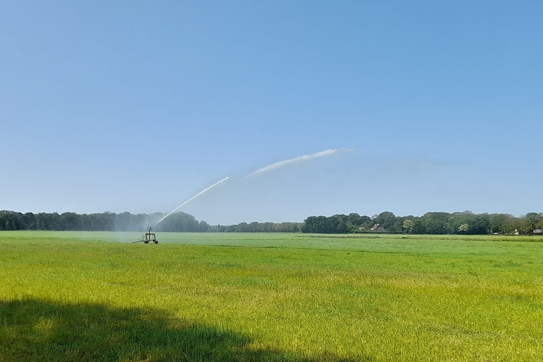 Op zandgrond in Rekken (Gld.) wordt het huisperceel op dit melkveebedrijf al twee weken beregend. - Foto: Boerderij
