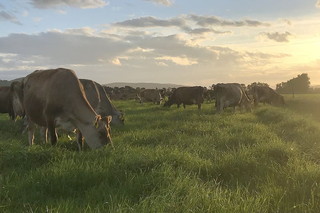 Koeien op een melkveehouderij, Nieuw-Zeeland. - Foto:  Chris McCullough