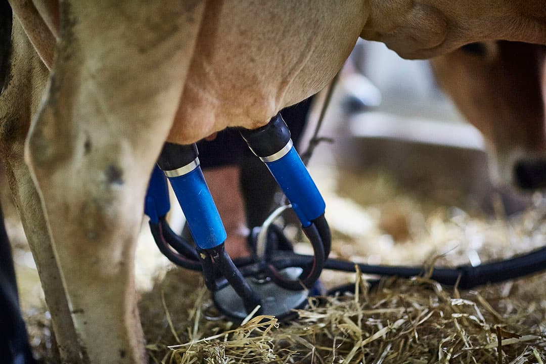 Rabobank Europese melkprijzen