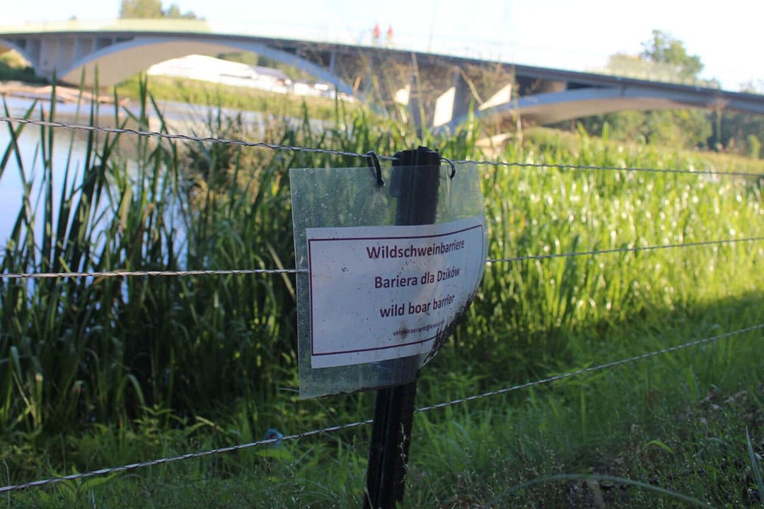 Duitse deelstaat Brandenburg bouwde over 1.000 kilometer een afrastering om wilde zwijnen uit Polen tegen te houden en te voorkomen dat zwijnen uit een besmet gebied zich verplaatsen. - Foto: Kees van Dooren