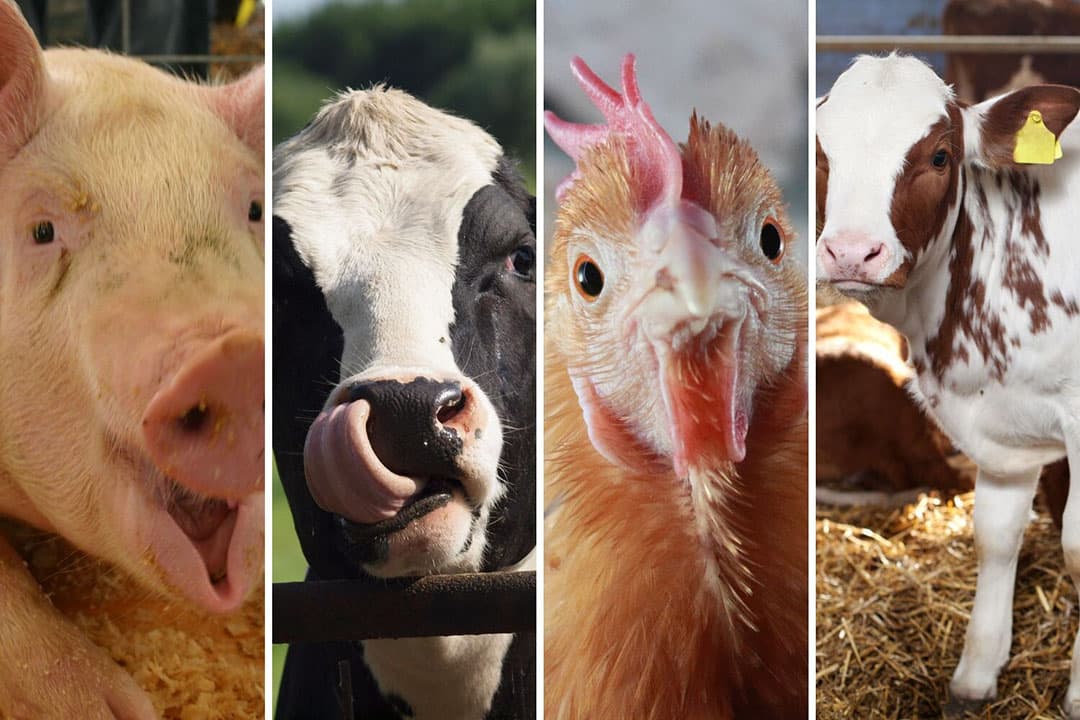 Aan veehouders die de fout in gaan, kan op basis van de Wet op de economische delicten een gehele of gedeeltelijke stillegging van het bedrijf worden opgelegd als sprake is van dierenmishandeling. - Foto's: Canva
