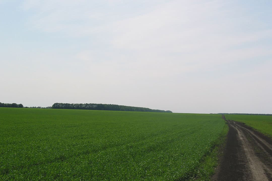 graan Oekraïne
