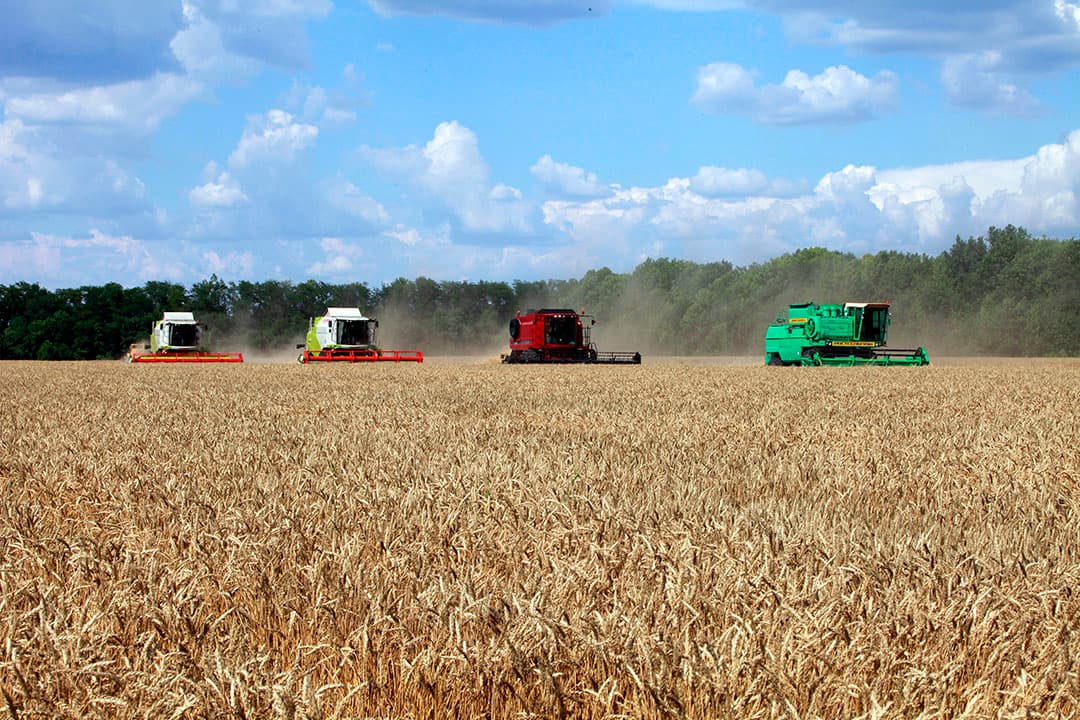 De graanoogst is begonnen op akkerbouwbedrijf Agrosoyuz in het Russische Starominskaya. Vier combines zijn naast elkaar aan het werk: Claas, Case en Rostelmash. - Foto: Henk Riswick