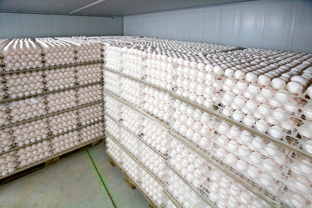 Opslag van eieren van Freiland-kippen. Zelfs vrije-uitloopeieren worden soms afgewaardeerd tot industrie-ei en worden dan verwerkt in voedingsmiddelen. - Foto: Koos Groenewold