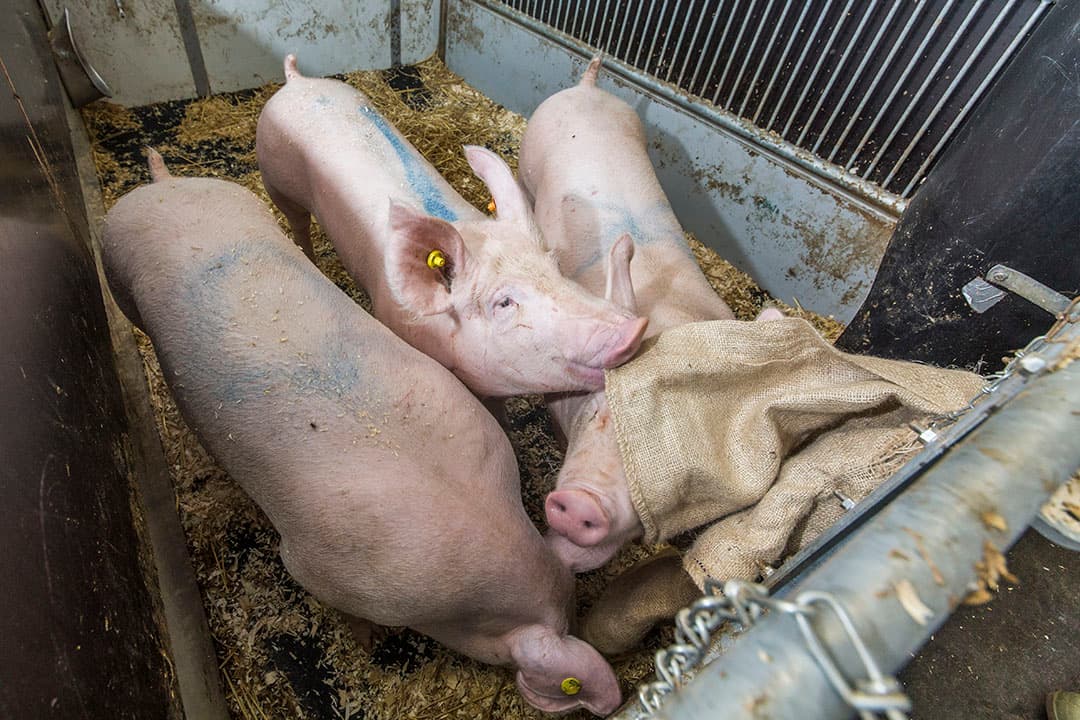 Verrijkingsmateriaal is vaak niet wroetbaar of eetbaar. - Foto: Koos Groenewold