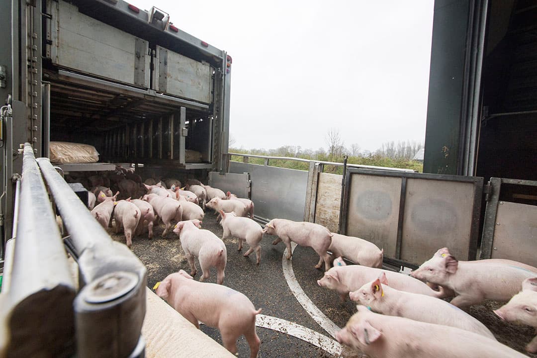 Aan- en afvoer van varkens moet binnen 2 werkdagen gemeld zijn. De NVWA gaf vorig jaar 101 bedrijven een boete voor te late meldingen. - Foto: Koos Groenewold