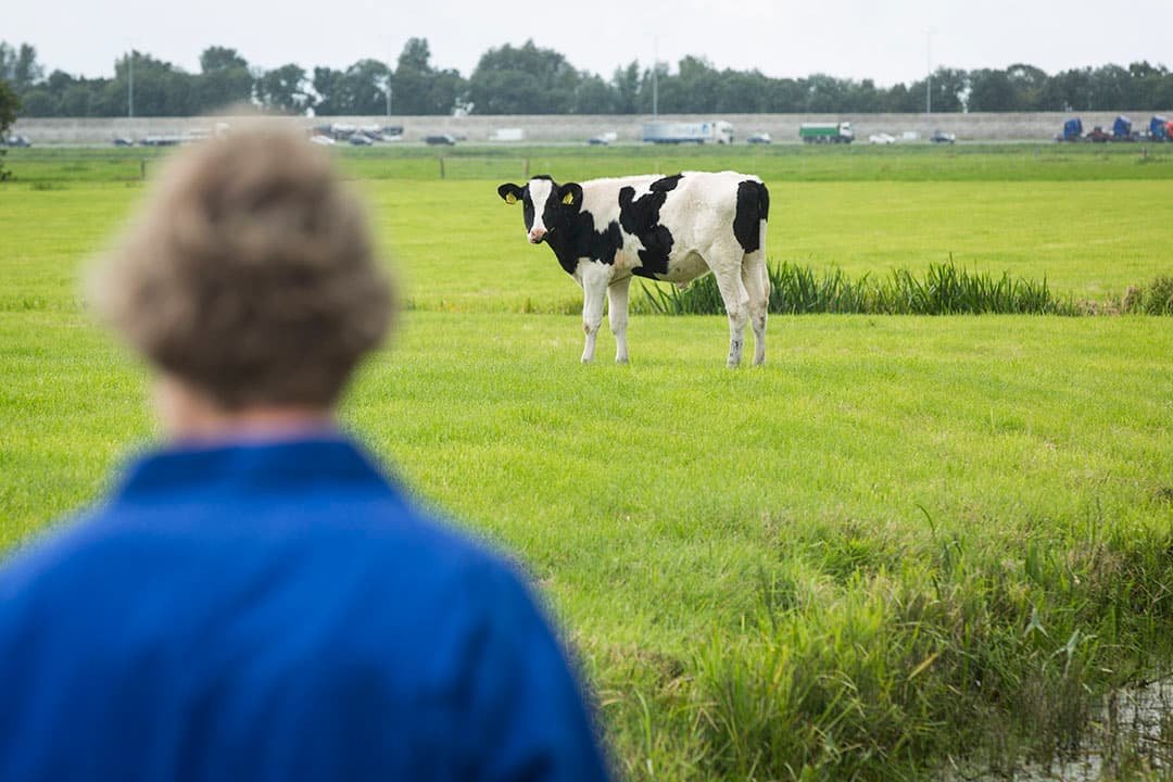 Voor veel boeren is de toekomst uiterst onzeker. Stikstof- en andere regels zijn nog niet concreet. Daardoor weten ze niet of ze wel boer kunnen blijven en zo ja, hoe dan. - Foto: Koos Groenewold