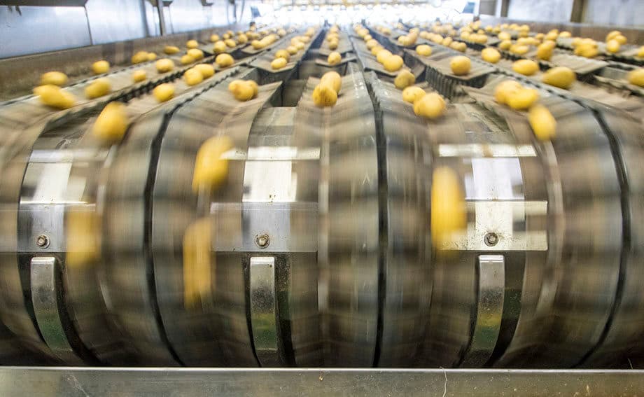 nieuwe coöperatie tafelaardappeltelers
