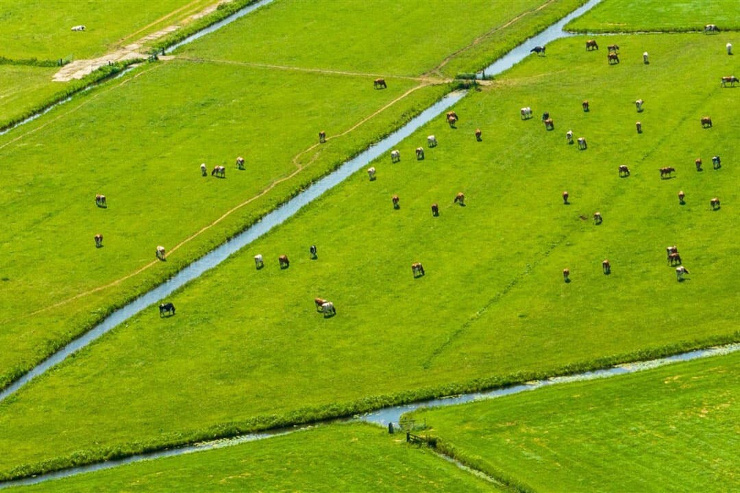 Geen opkoop van landbouwgrond in de opkoopregeling. Alleen vergoeding voor stallen en productierechten, niet voor grond. - Foto: ANP