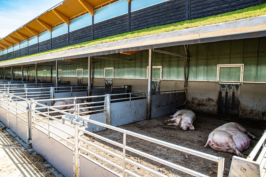 Jumbo start verkoop Zonvarken-vlees. Zonvarken is 3 ster Beter Leven en maakt gebruik van zo duurzaam mogelijke stallen. - Foto: Ronald Hissink