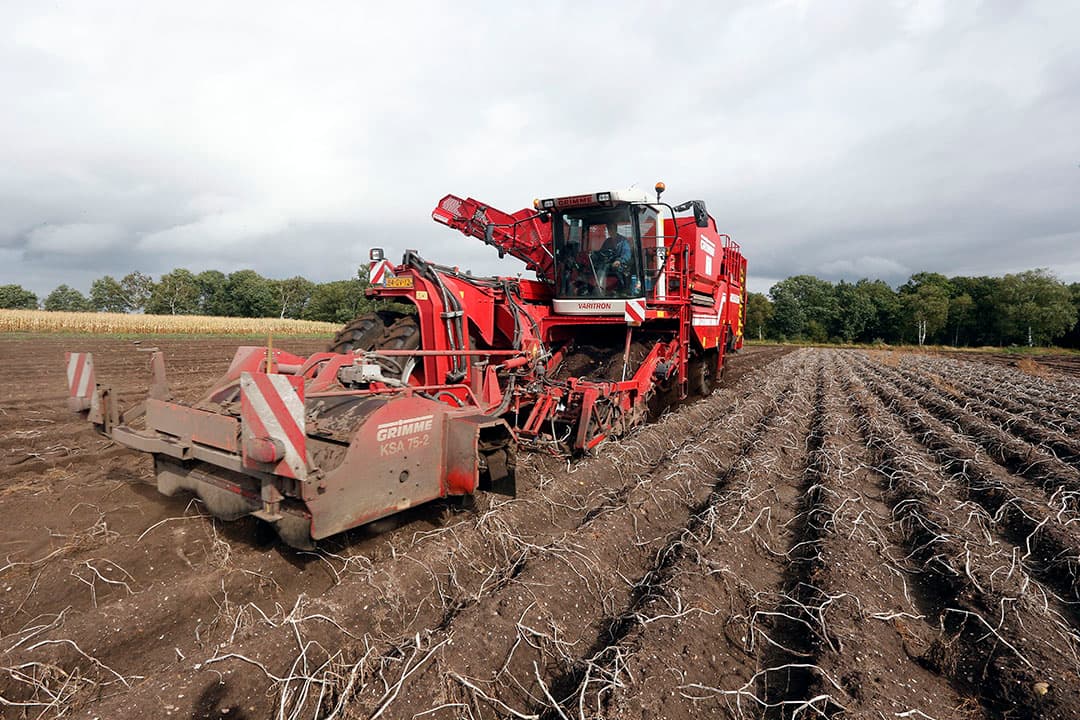 Aardappeloogst in het zuidoostelijk zandgebied. Zo’n 85% van de aardappelen wordt hier na 1 oktober geoogst. Veel telers lopen daarom een korting op de stikstofgebruiksruimte op. - Foto: Bert Jansen