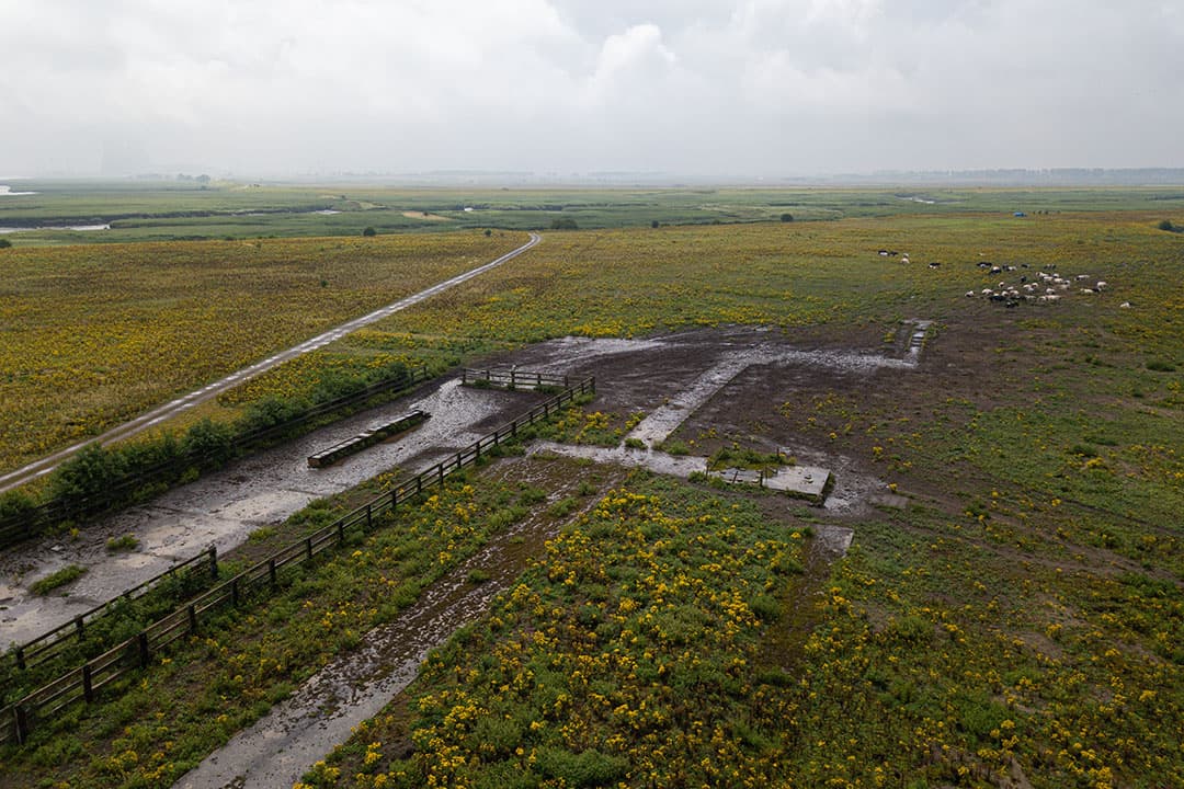 Koeien in het verdronken land van Saeftinghe. Foto: Peter Roek