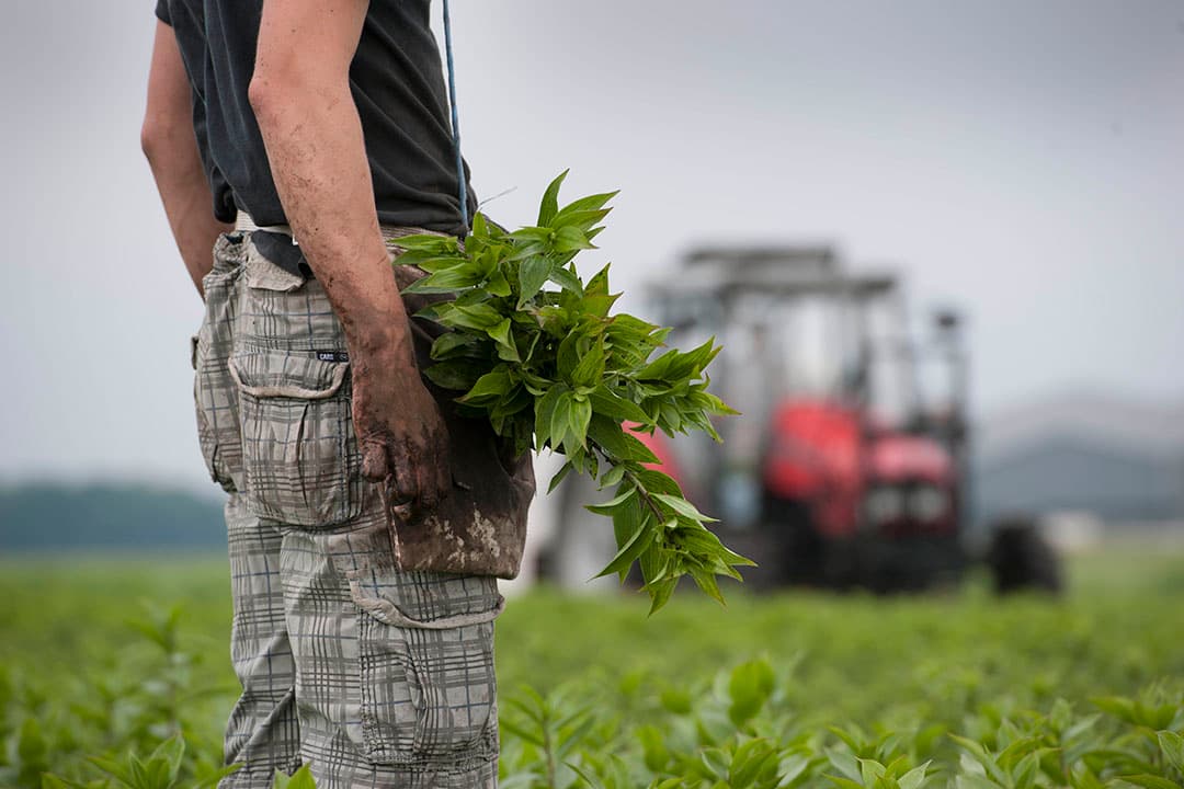 Rechterlijke uitspraak: lelieteler moet afzien van gewasbeschermingsmiddelen. - Foto:  Mark Pasveer