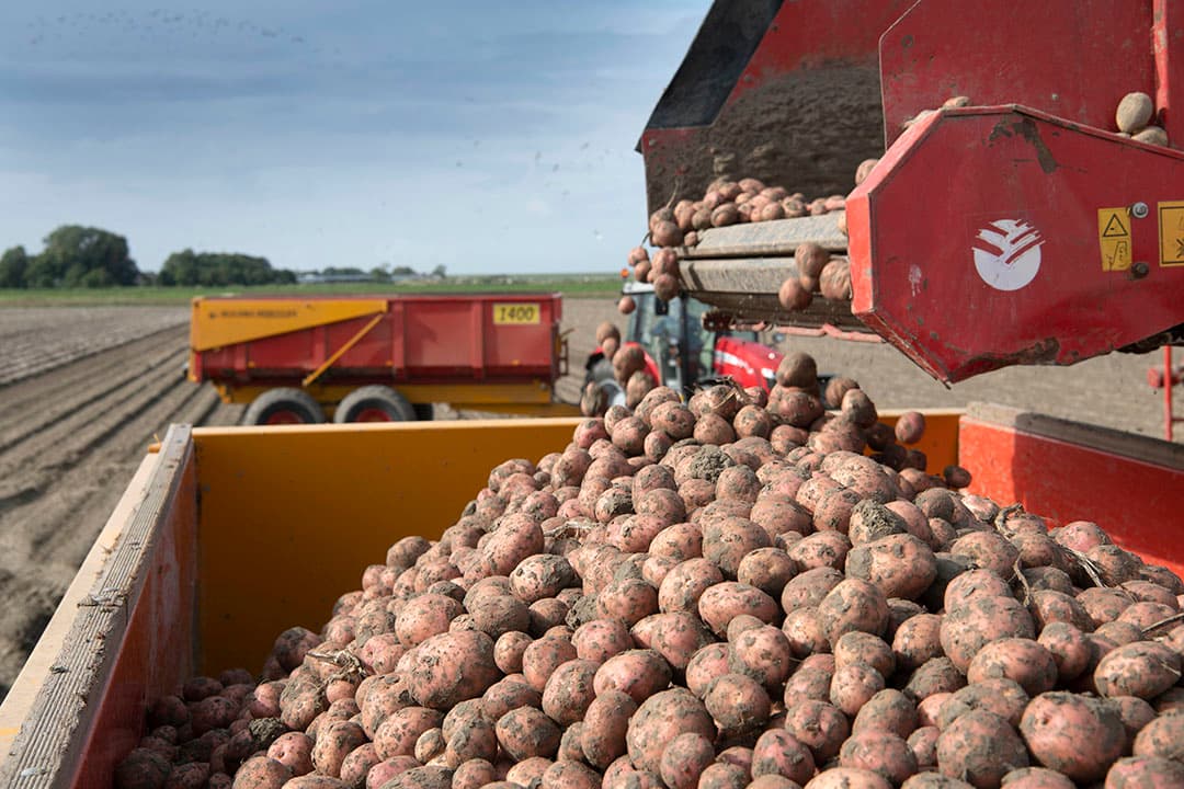 Opbrengstverwachting aardappelen EU