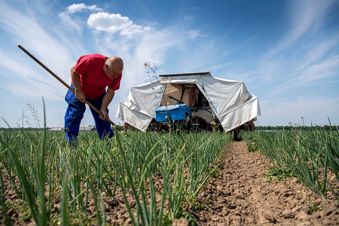 Biologische uien in het oostelijk deel van Flevoland. Staan er mooi op, maar deels ook onregelmatig. Alle zandkopjes en sporen tekenen zich inmiddels af. Wel ideaal weer om het onkruid de baas te worden. - Foto: Mark Pasveer