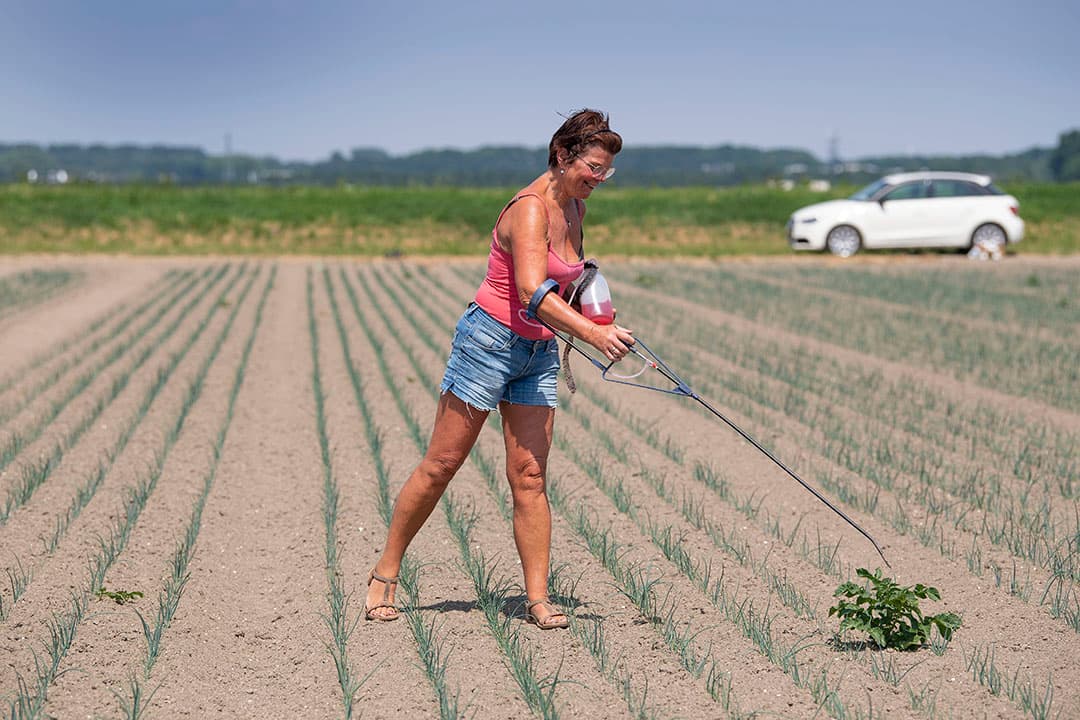 De uien staan er mooi op vindt Francien Doornbos. Zij stipt als ZZP’er voor Marien Dogterom in Dronten de aardappelopslag. Dogterom heeft een perceel dat er nog mooier op staat, weet Francien te vertellen. Daar loop je al tot de enkels tussen de uien. Maar de klei is bovenin flink droog. De regenhaspel zal niet lang meer op zich laten wachten. - Foto: Mark Pasveer