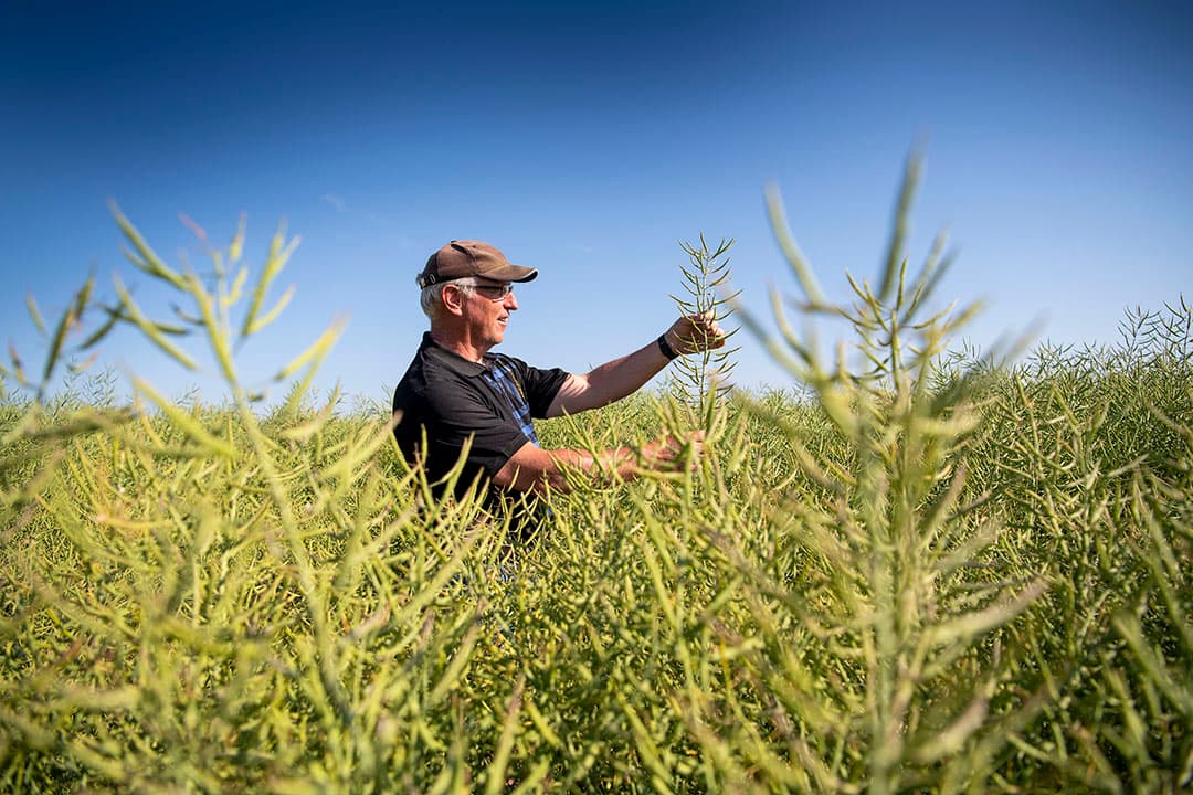 Hein Waalkens teelt in Nieuwolda tarwe, wintergerst en koolzaad. De gewassen op de zware Oldambtster klei staan er mooi op. De tarwe heeft onderin wel aantasting van septoria, maar bovenin is het gewas nog schoon. De koolzaadopbrengst laat zich moeilijk voorspellen, maar het gewas staat er mooi vierkant en massaal op. - Foto: Mark Pasveer
