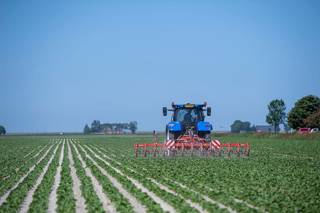 Bart van Dalen schoffelt een perceel suikerbieten voor Klein in Uithuizermeeden. Het land lijkt schoon, maar kijk je goed dan staan er toch wel onkruidjes. Die worden nu gepakt, maar meer lucht in de grond brengen is een even goede reden. De bieten staan er mooi op en groeien als kool. - Foto: Mark Pasveer