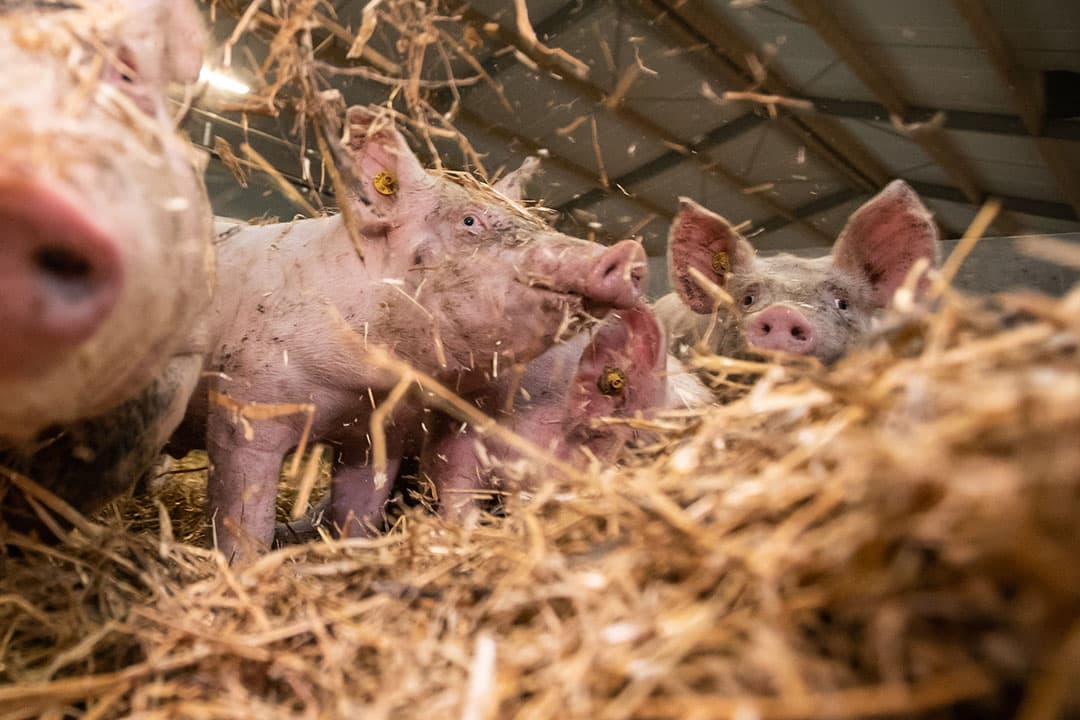 Adema verwacht dat het wijzigingsvoorstel over waarborg natuurlijk gedrag dieren op zijn vroegst per 1 juli 2024 in werking kan treden. - Foto: Ronald Hissink